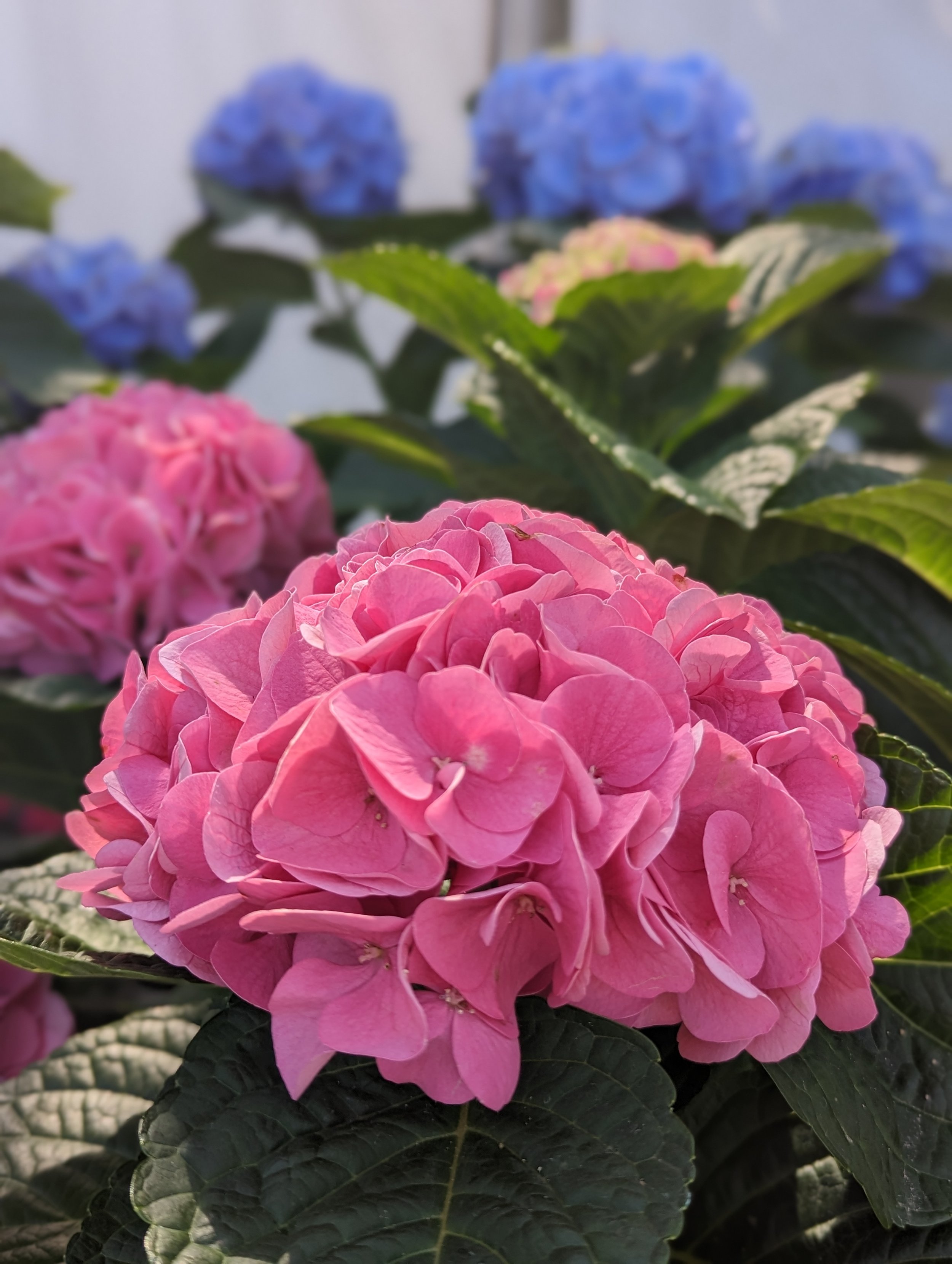 Hydrangea macrophylla My Beautiful Riviera PPAF — ThinkPlants